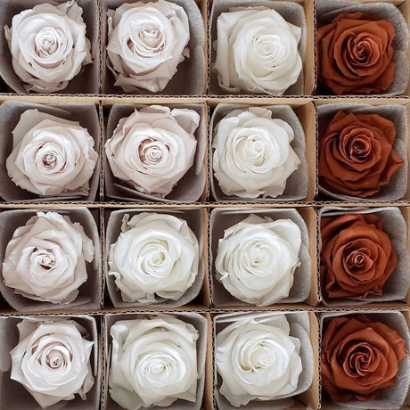 Preserved rose Preserved rose