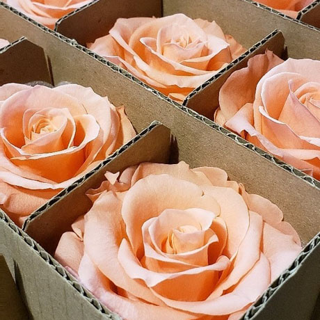 Preserved rose Preserved rose