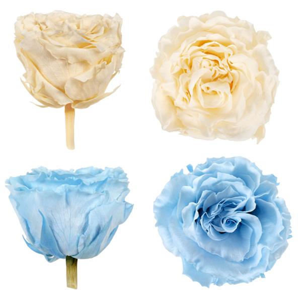 Advantages of preserved flowers Advantages of preserved flowers
