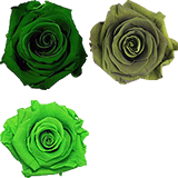 Seadweed Seadweed