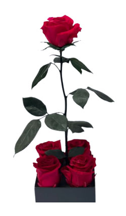 Preserved rose stems Preserved rose stems
