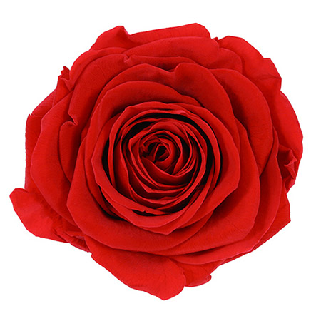 Red One